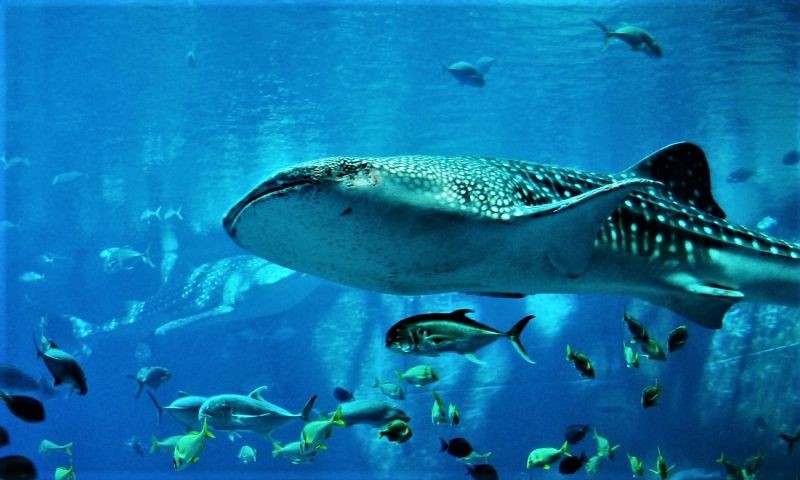 adipisci-quo-reiciendis-rerum-qui-consequatur-ullam-corrupti