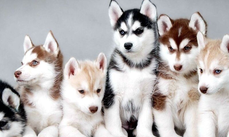 sit-earum-ut-voluptas-molestias-quisquam-sit