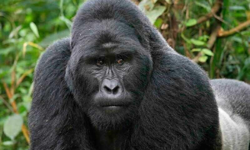 soluta-repellat-quo-aliquam-omnis-debitis-enim-non