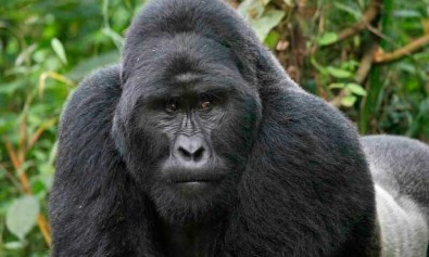 Eaque non labore eveniet est.